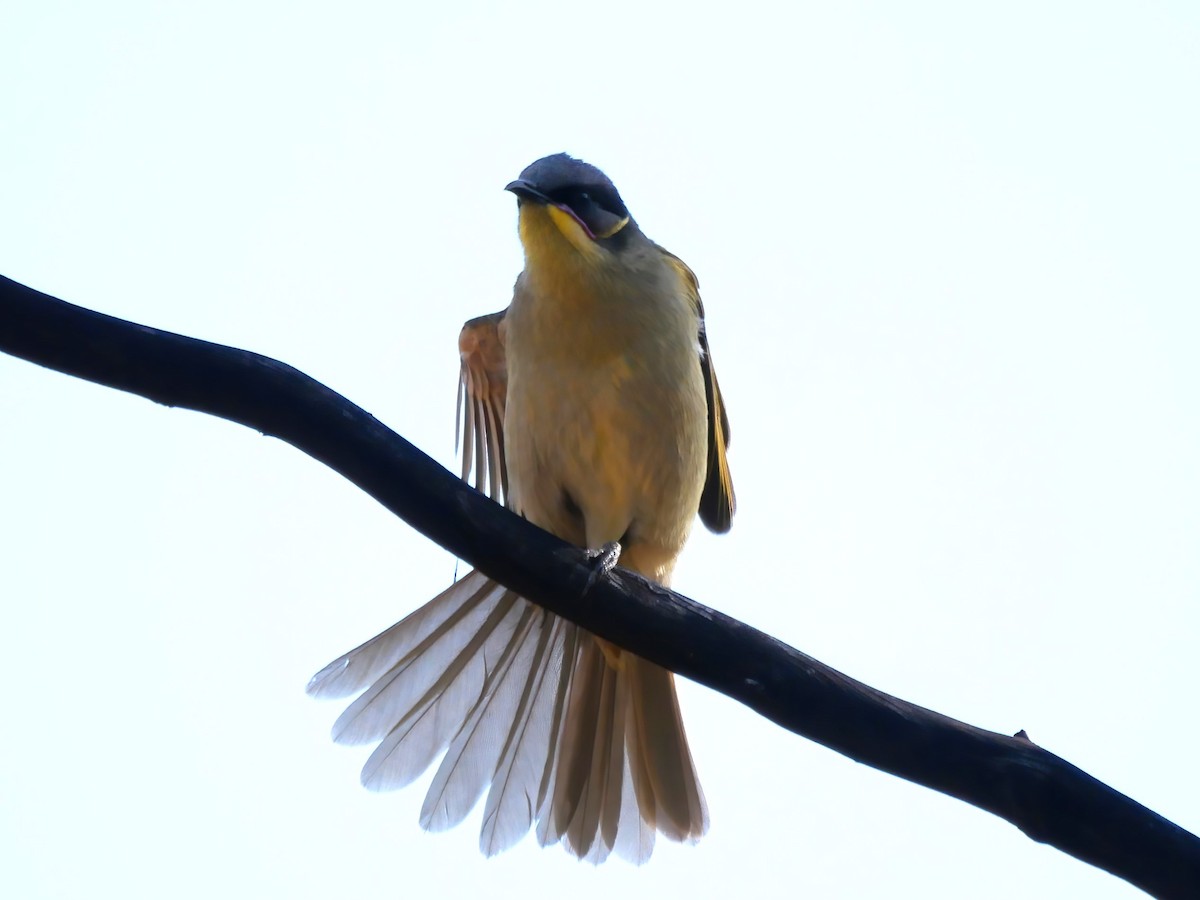 Purple-gaped Honeyeater - ML637043537