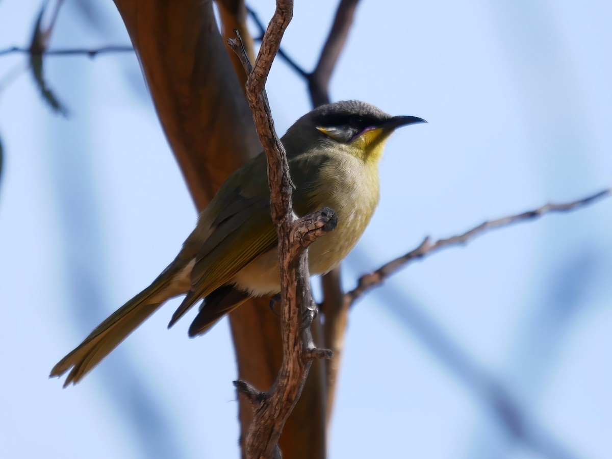Purple-gaped Honeyeater - ML637043540
