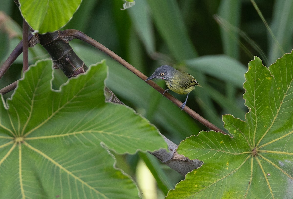 Spotted Tody-Flycatcher - ML637043553