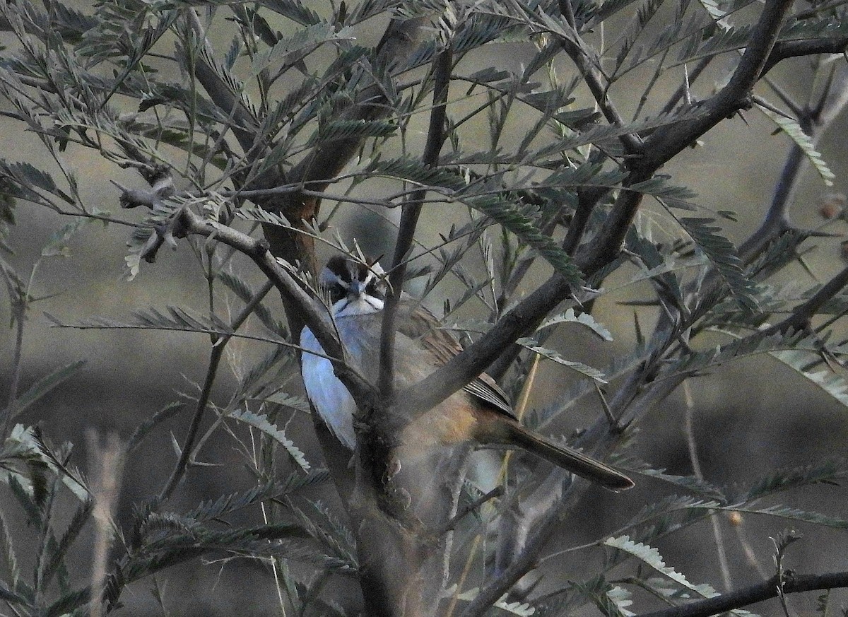 Yungas Sparrow - ML637043569
