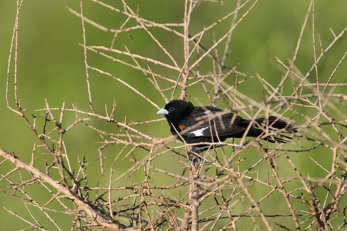 White-winged Widowbird - ML637043579