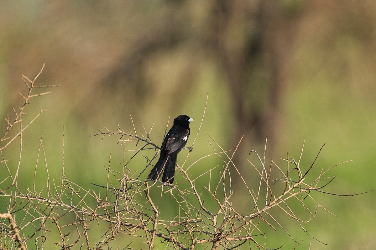 White-winged Widowbird - ML637043582