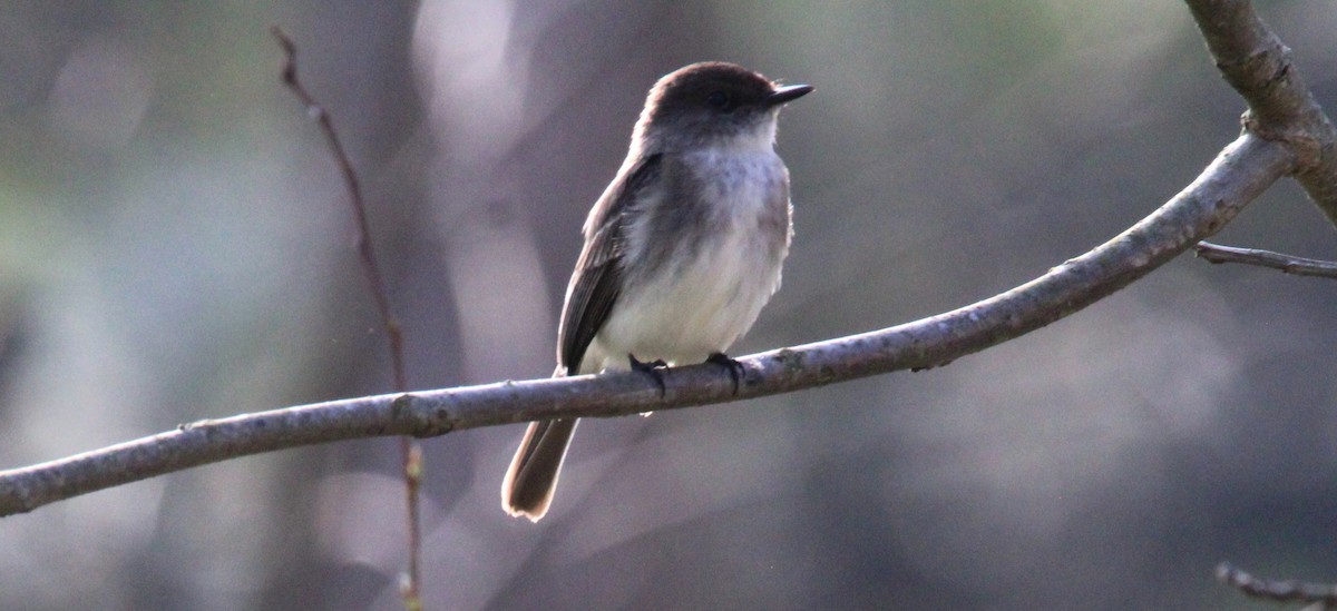 Eastern Phoebe - ML637043607