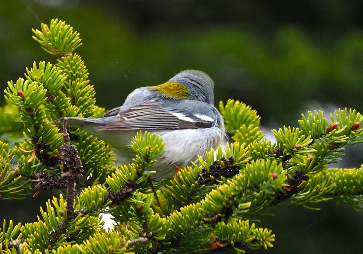 Kuzeyli Parula - ML637043633