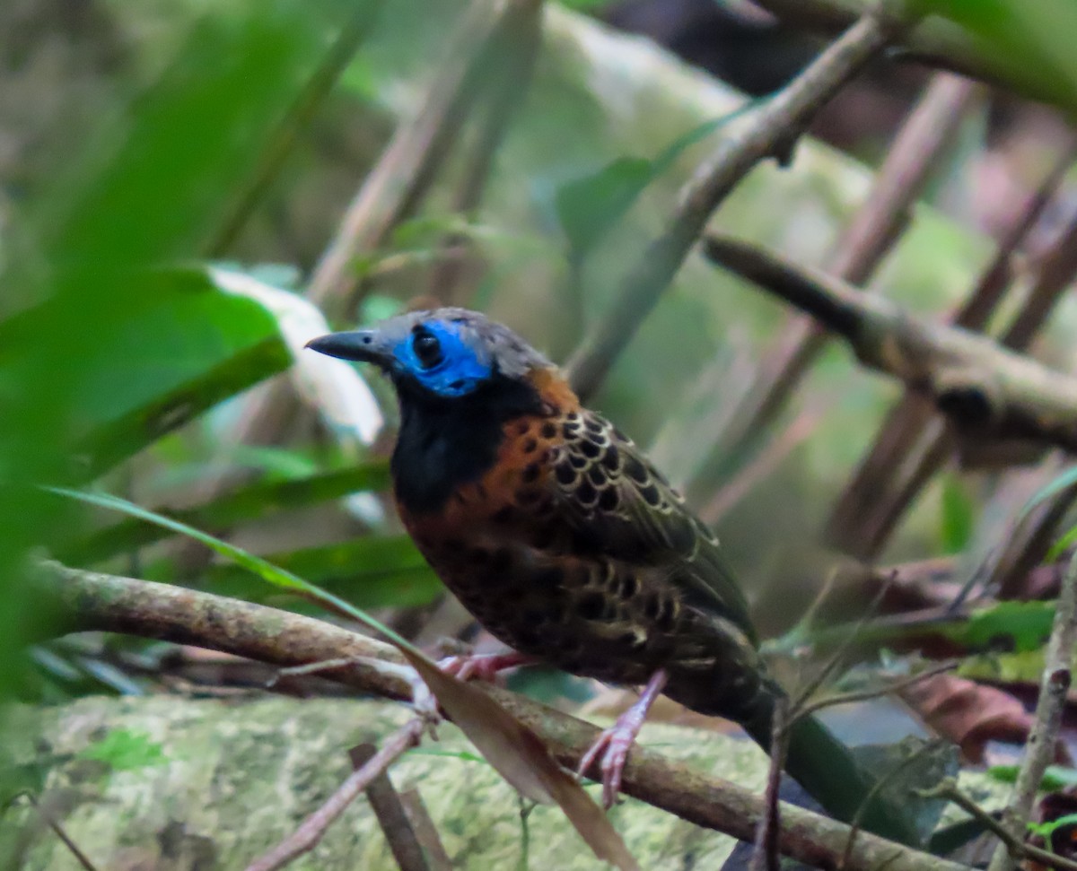 Ocellated Antbird - ML637043644