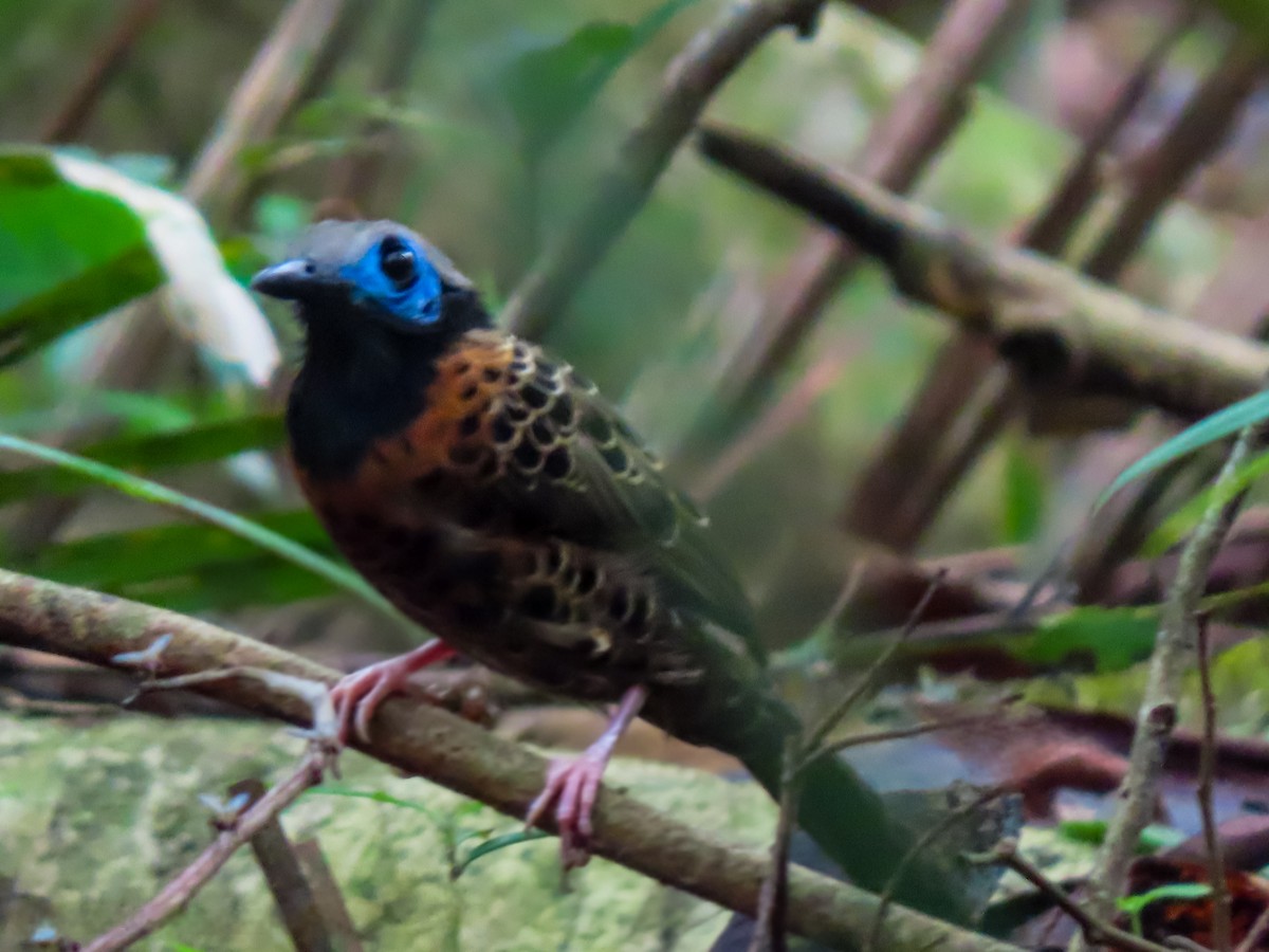 Ocellated Antbird - ML637043645