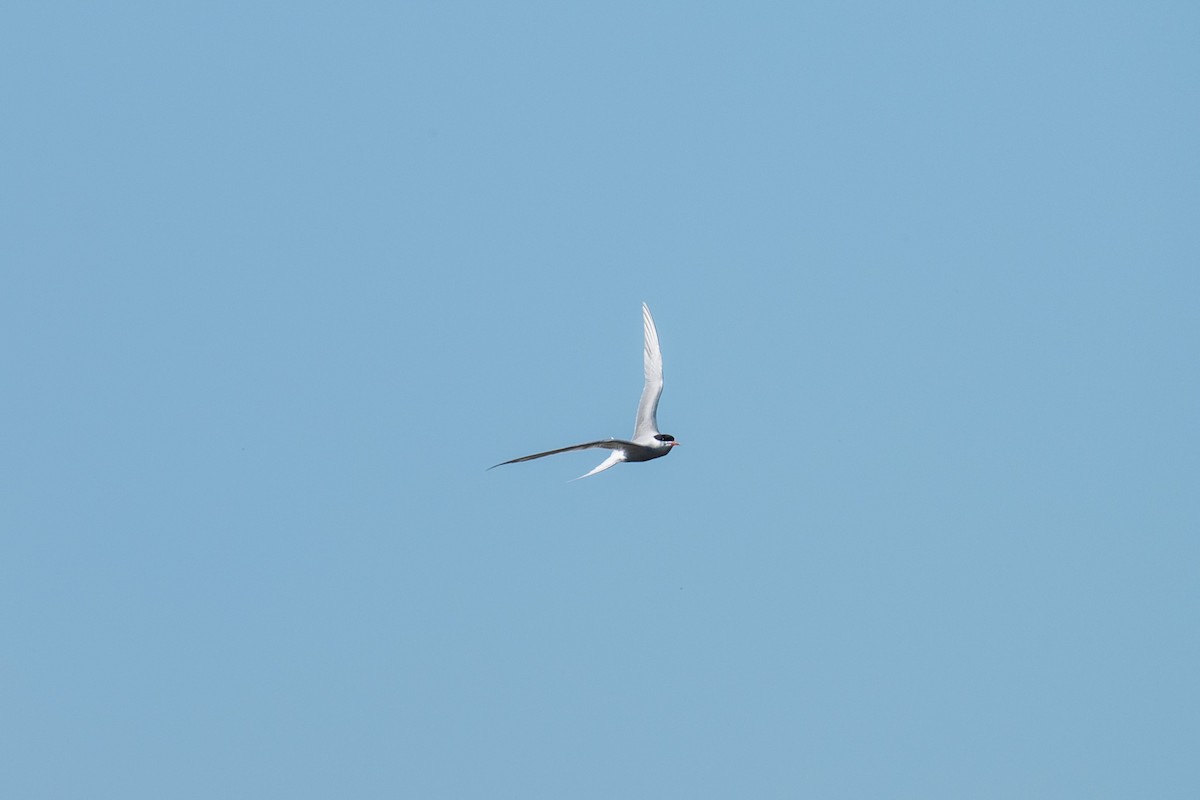 Common/Arctic Tern - ML637043646