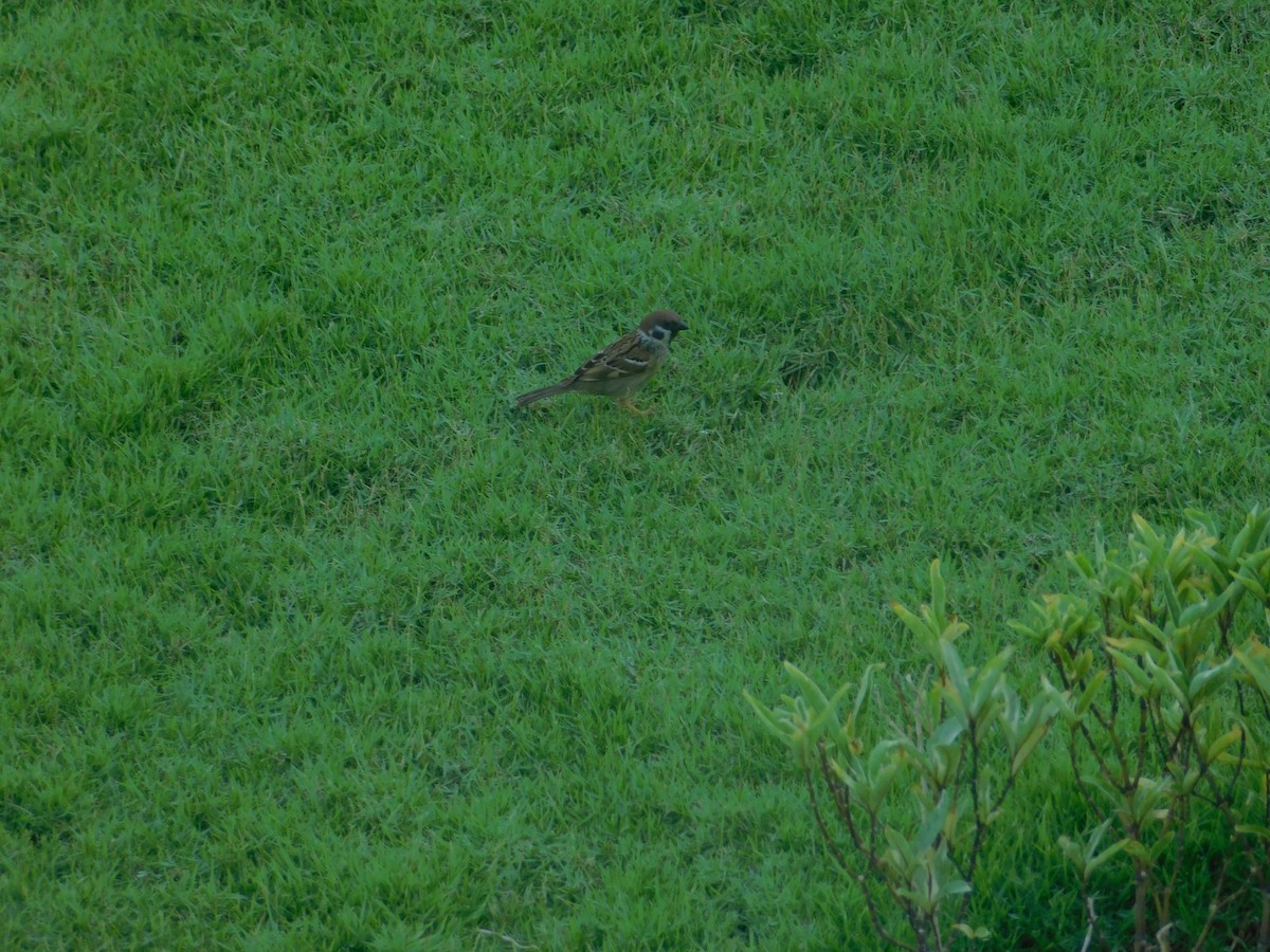 Eurasian Tree Sparrow - ML637043711
