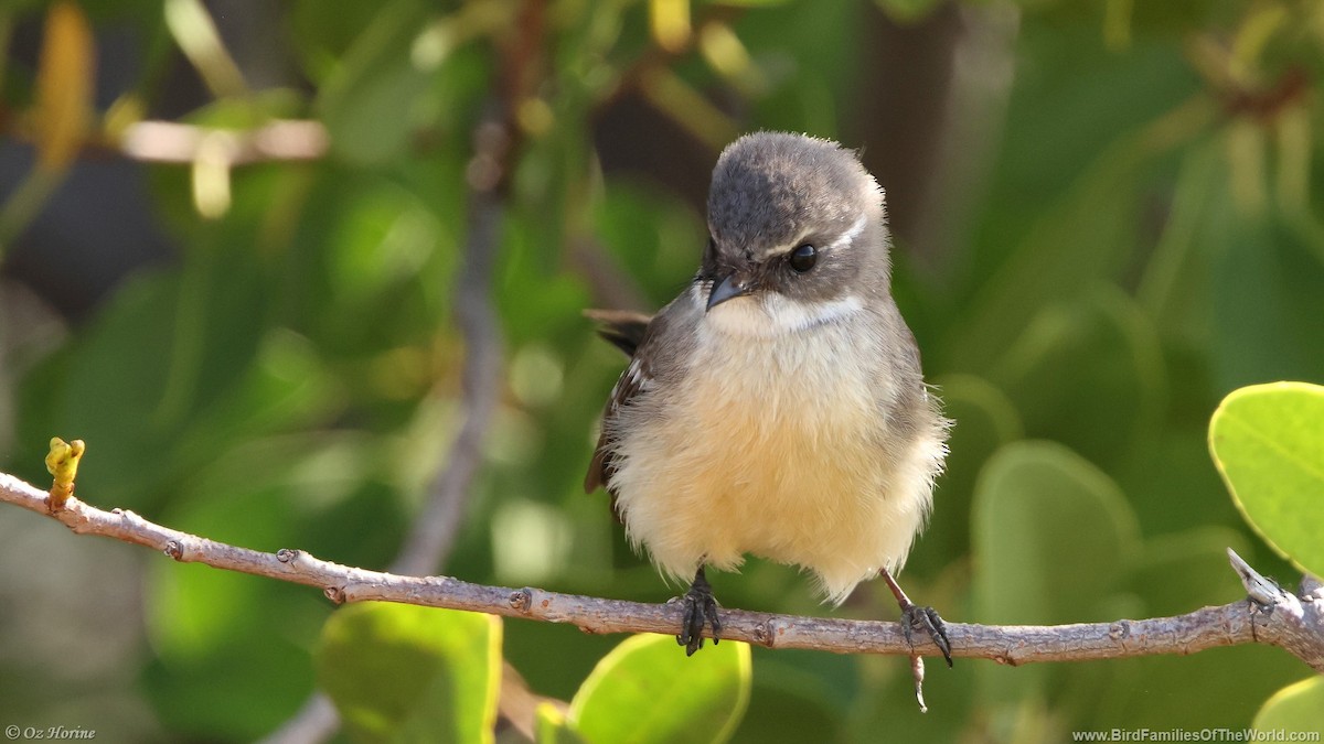 Mangrove Fantail - ML637043716