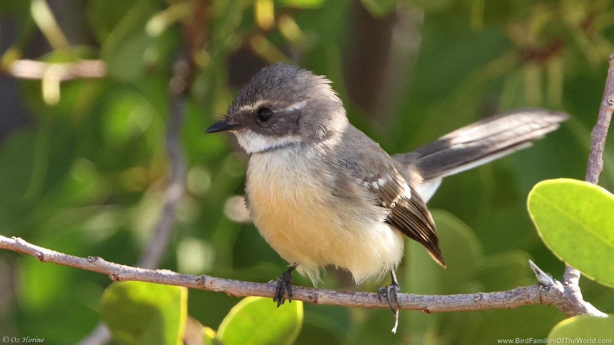 Mangrove Fantail - ML637043717
