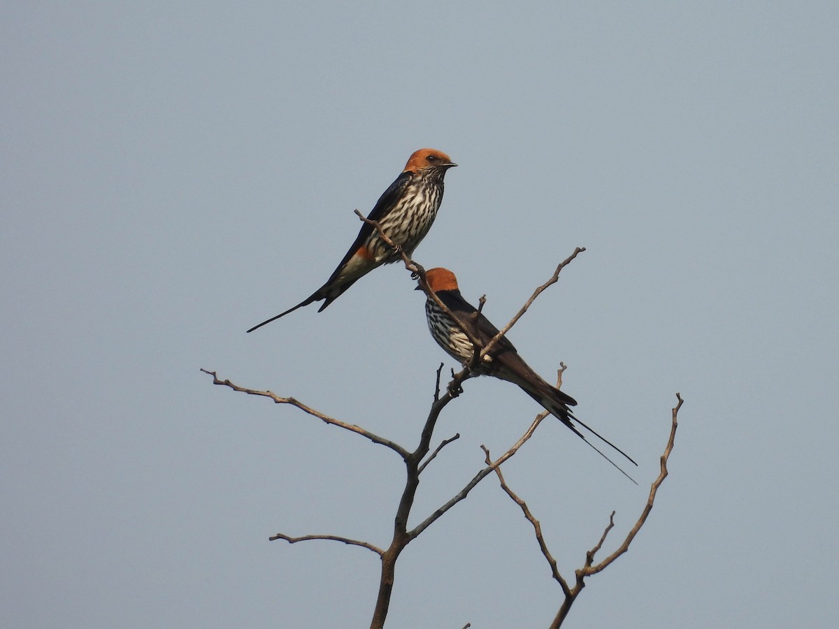 Lesser Striped Swallow - ML637043722