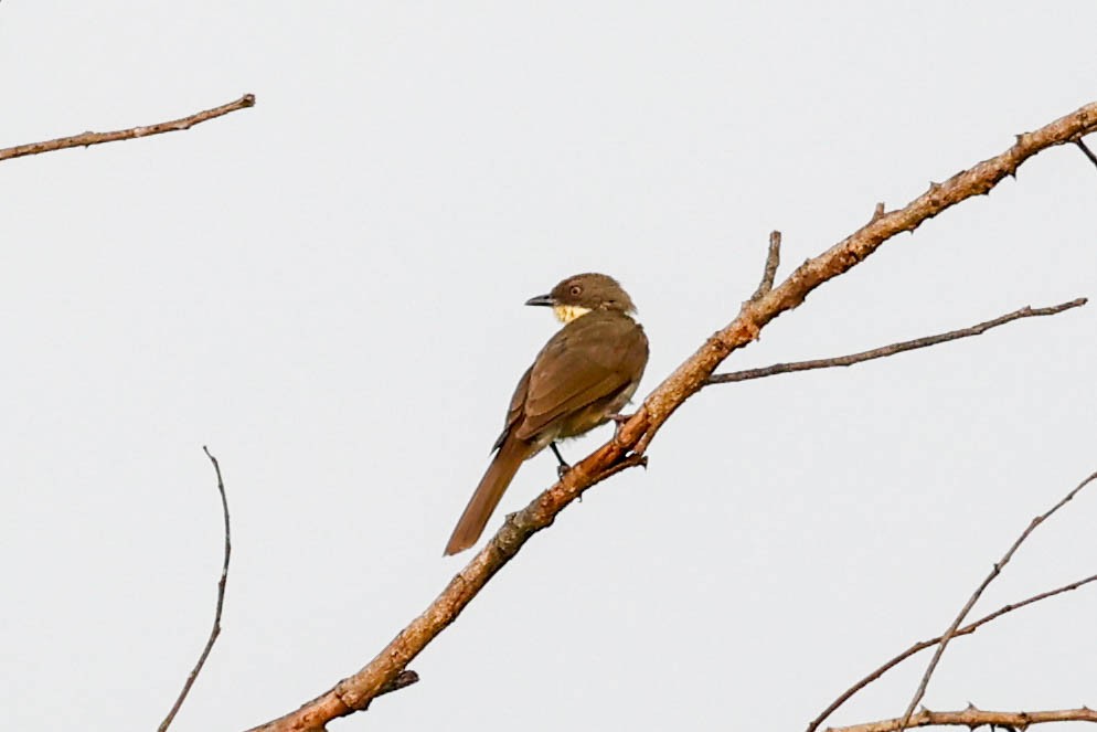 Pale-throated Greenbul - ML637043727