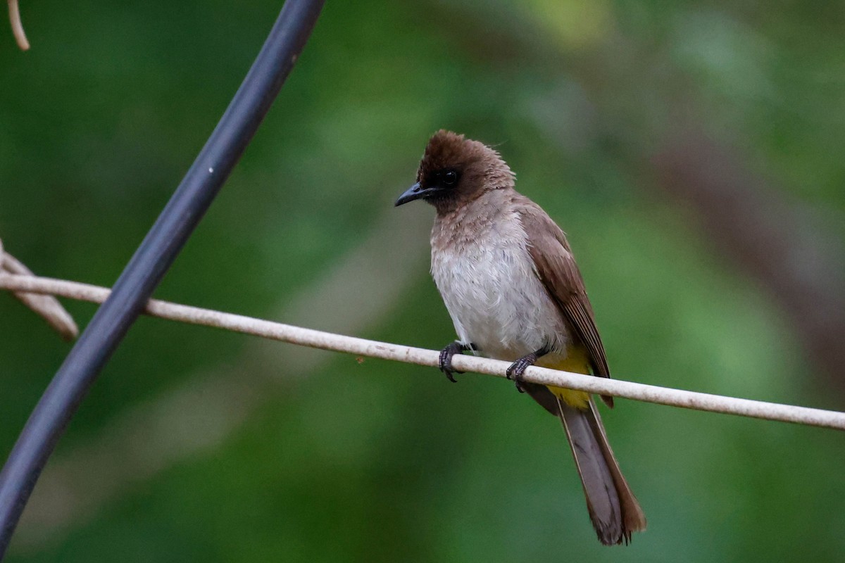 Common Bulbul - ML637043732