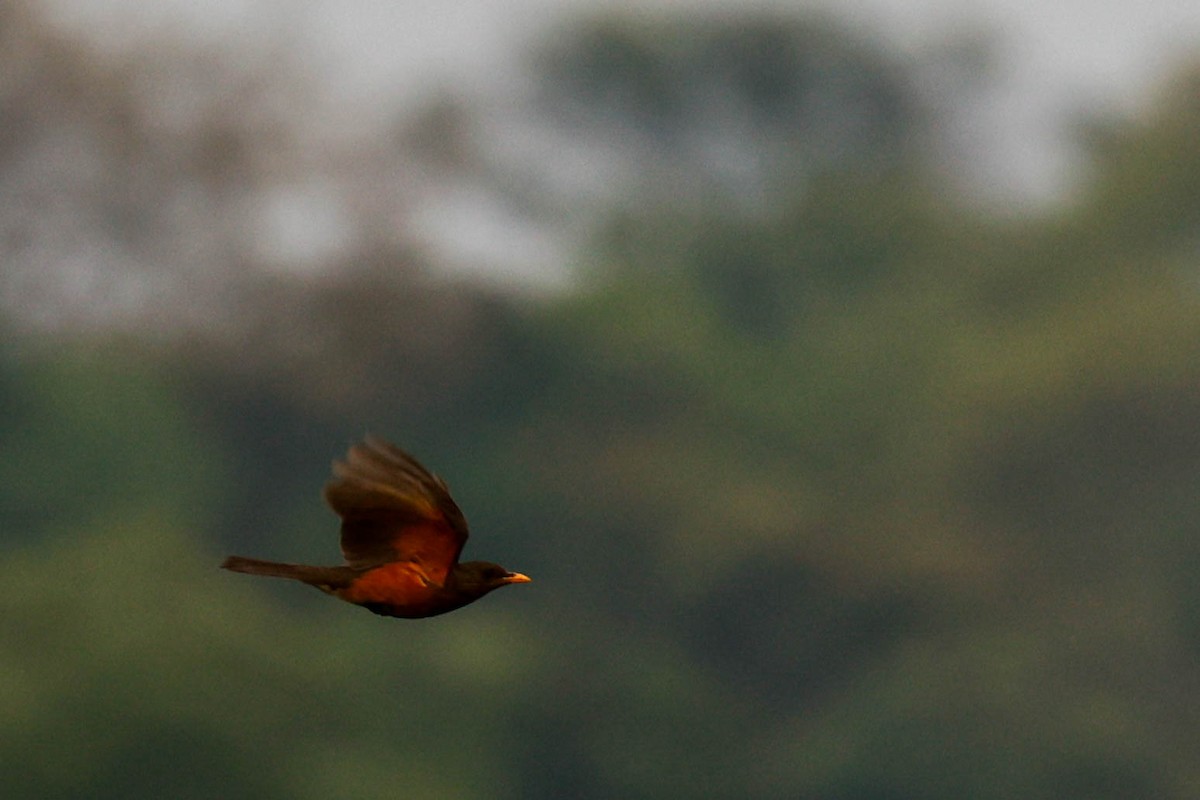 African Thrush - ML637043733