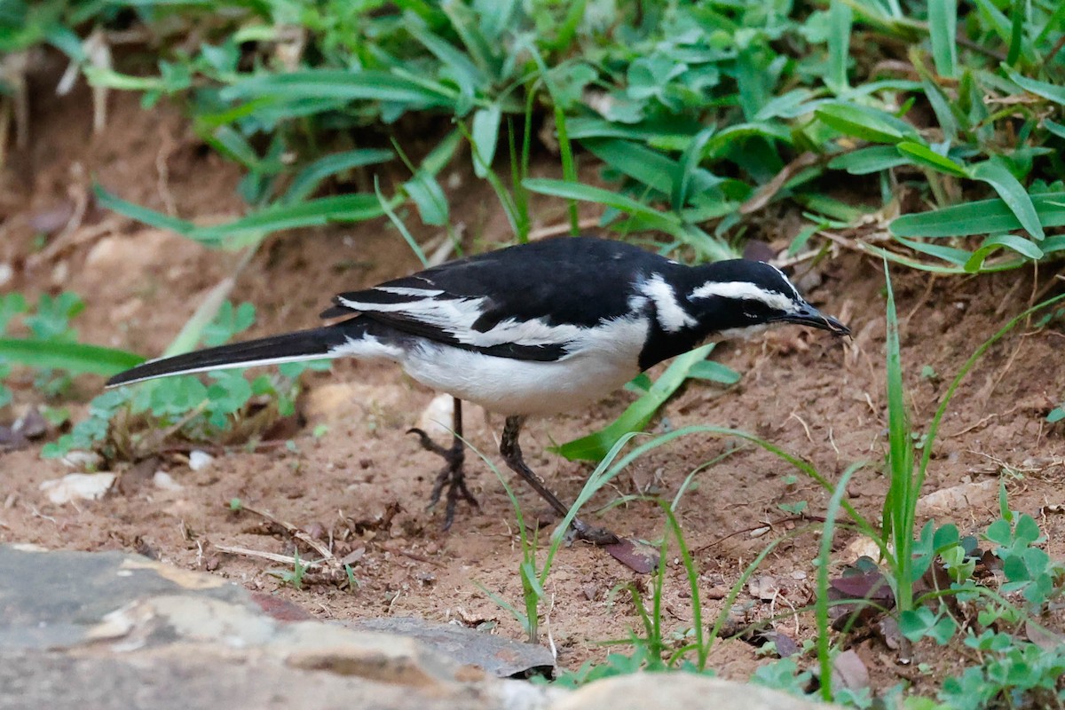 African Pied Wagtail - ML637043734