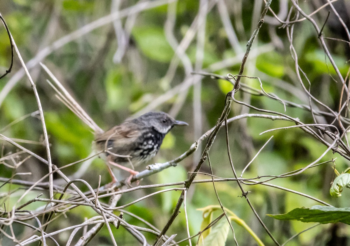 Black-throated Prinia - ML637043737