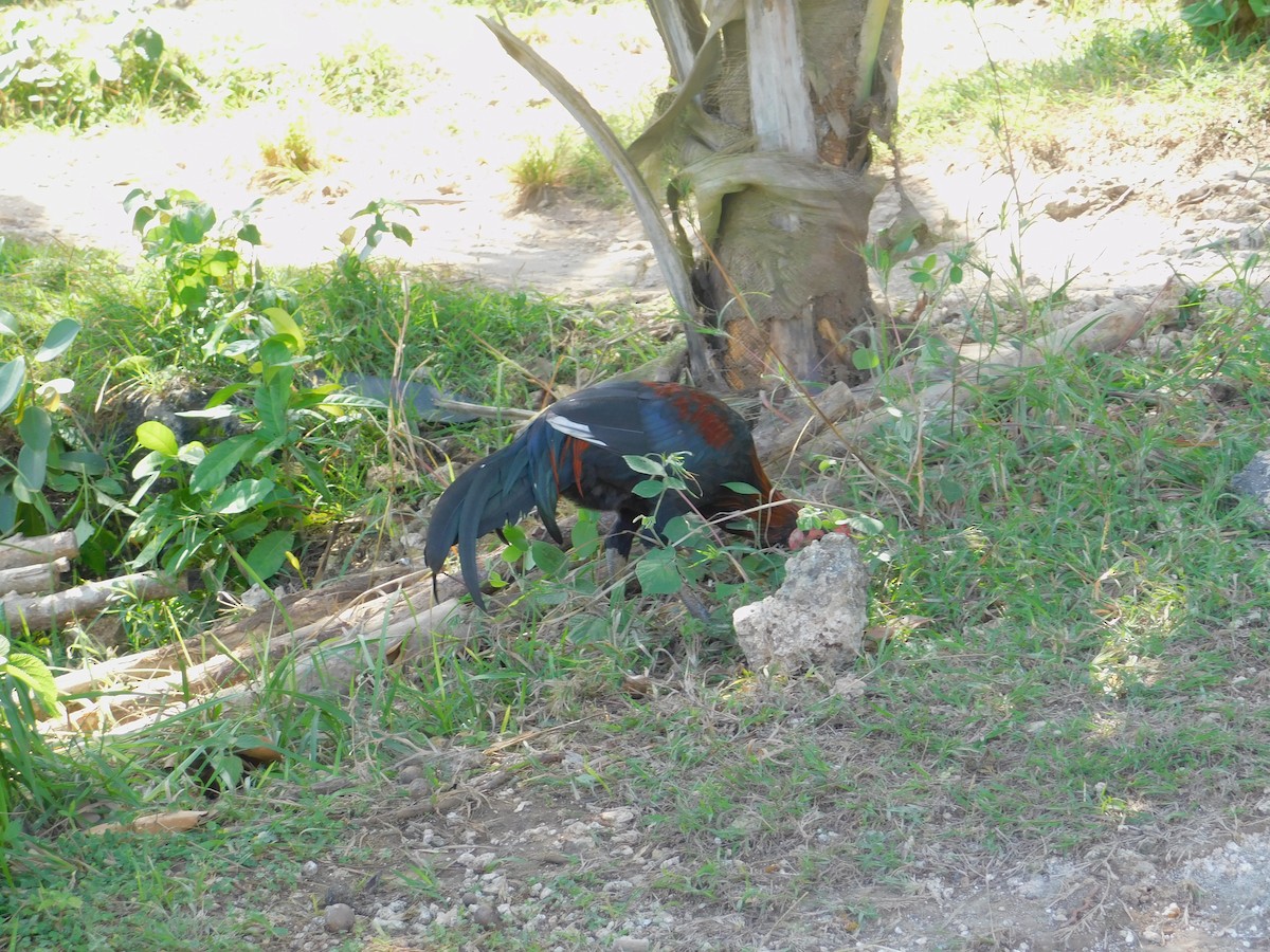 Green Junglefowl - ML637043831