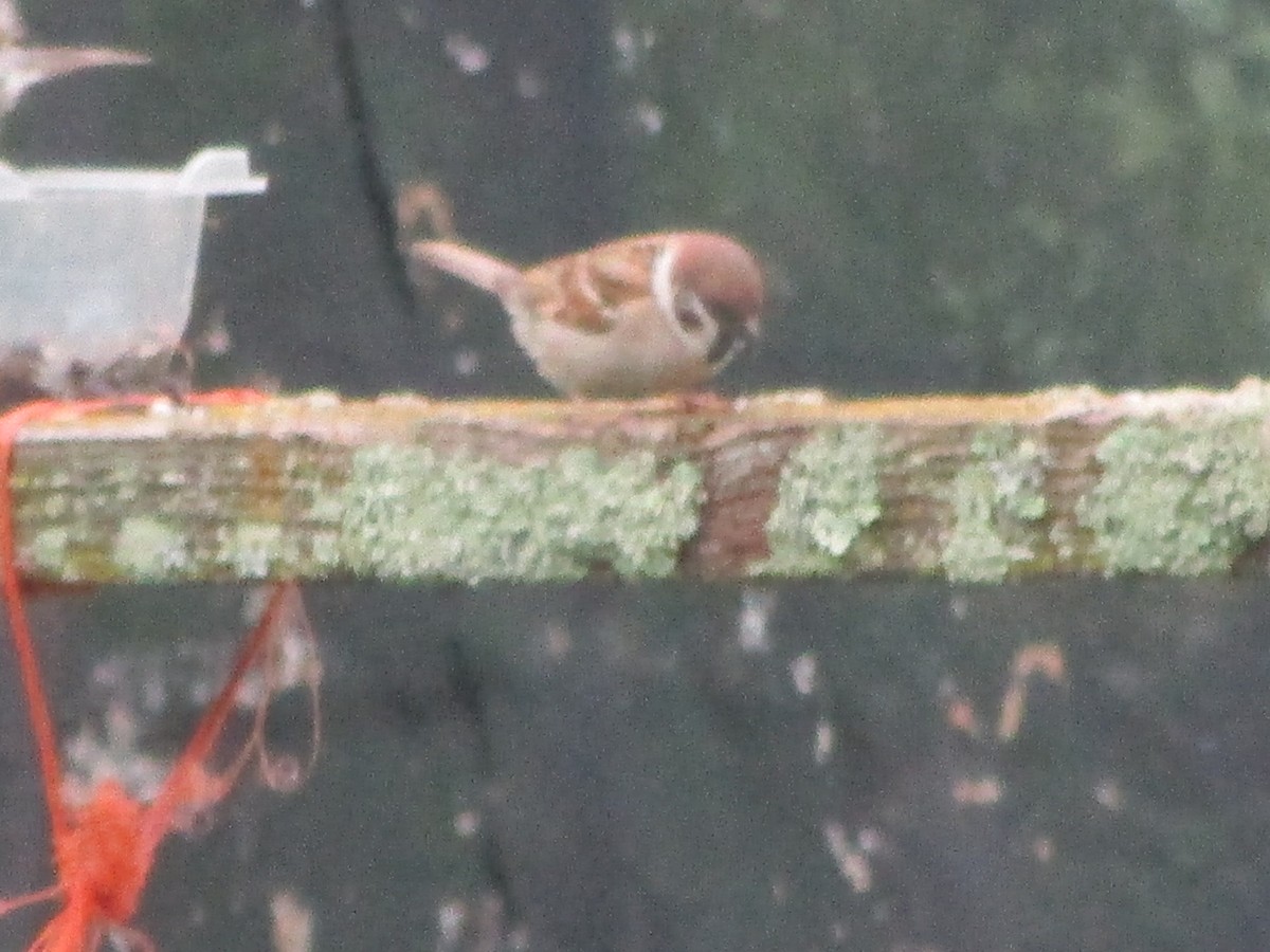 Eurasian Tree Sparrow - ML637043832