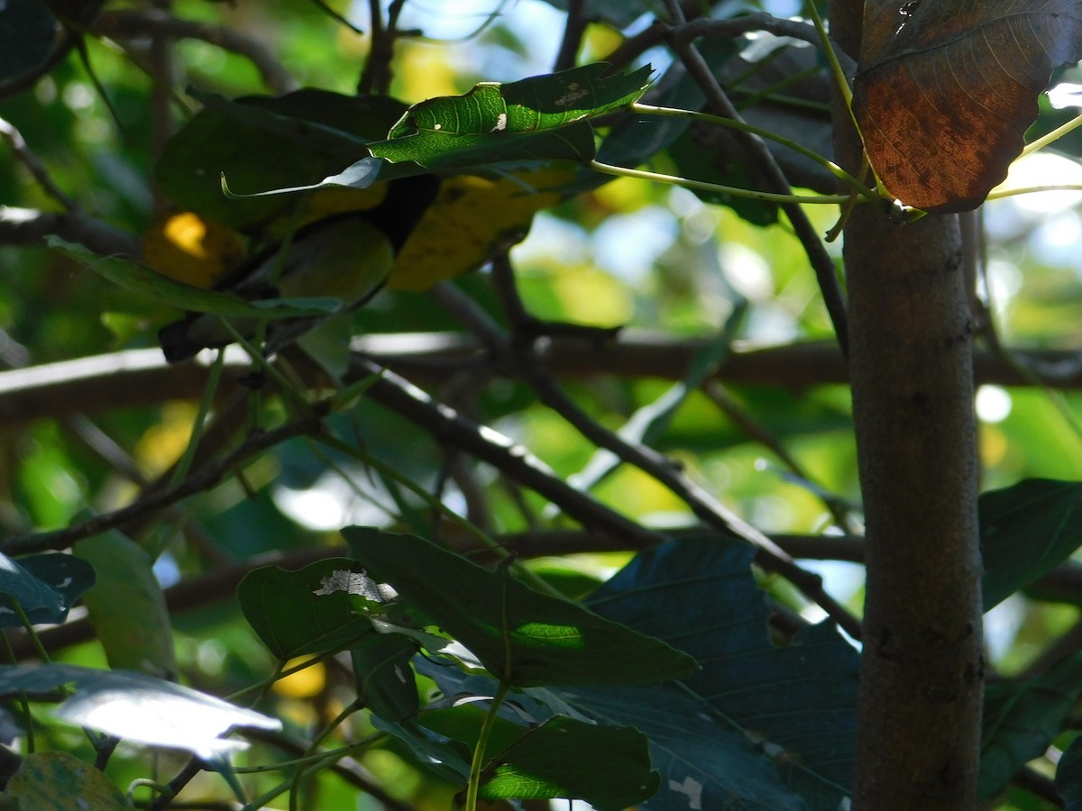 Brown-throated Sunbird - ML637043836
