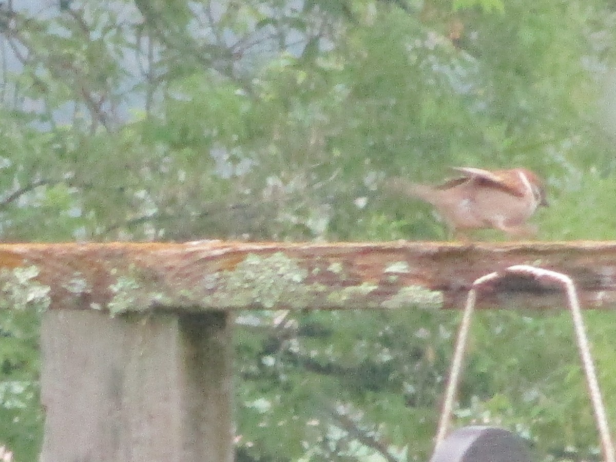 Eurasian Tree Sparrow - ML637043838