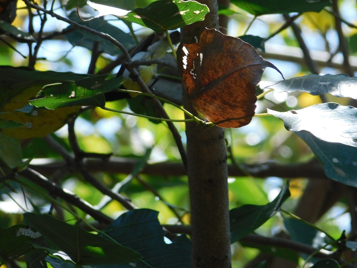 Brown-throated Sunbird - ML637043841