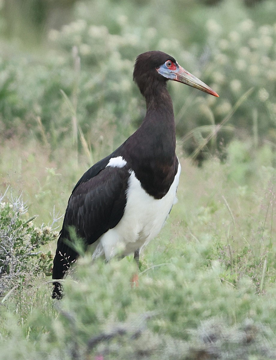 Abdim's Stork - ML637043846