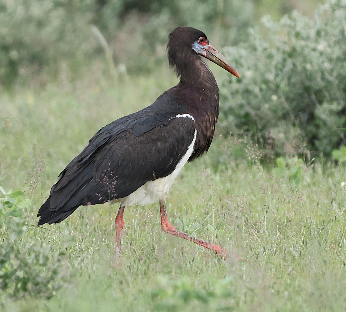 Abdim's Stork - ML637043855