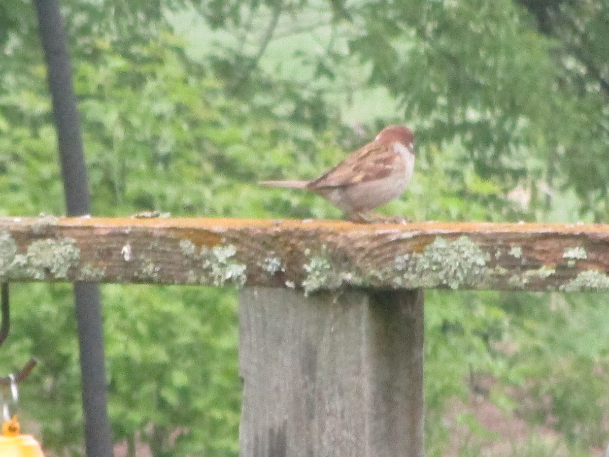 Eurasian Tree Sparrow - ML637043867