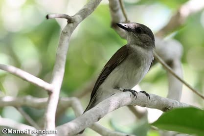 Mangrove Whistler - ML637043879