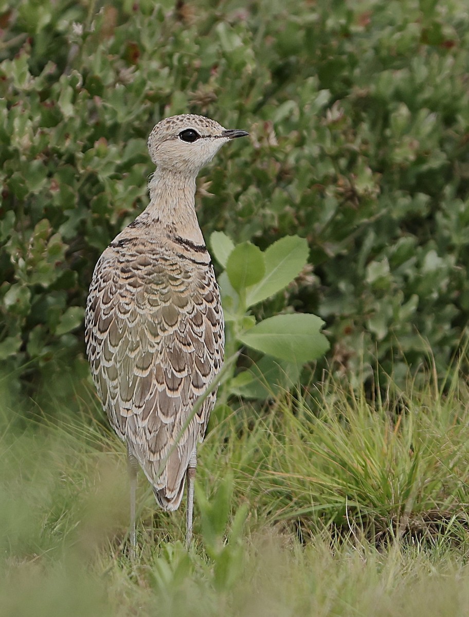 Double-banded Courser - ML637043881