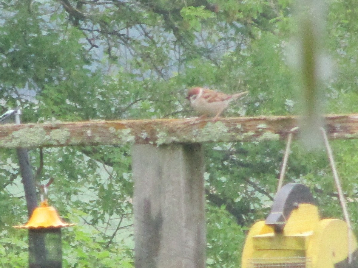 Eurasian Tree Sparrow - ML637043882