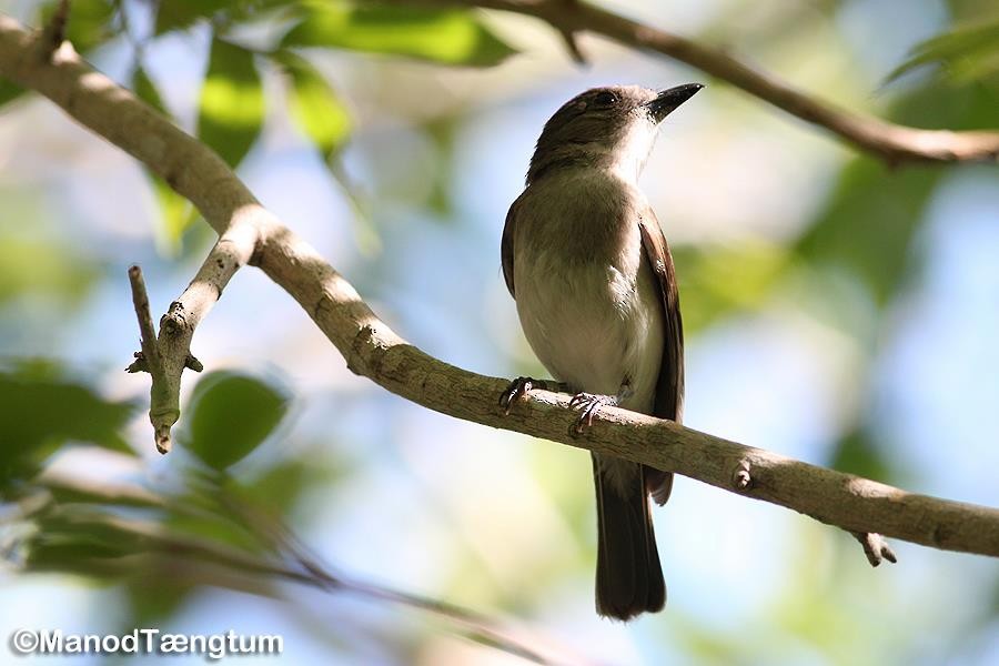 Mangrove Whistler - ML637043884