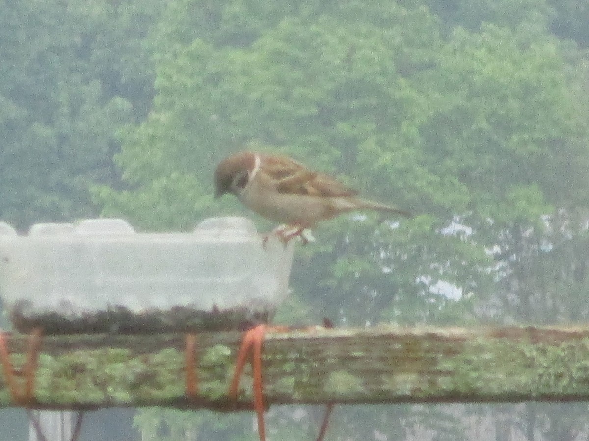 Eurasian Tree Sparrow - ML637043893