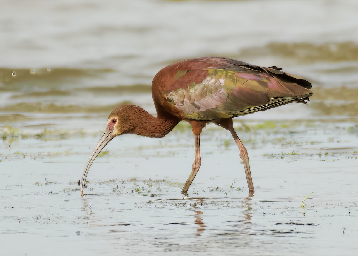 White-faced Ibis - ML637043894