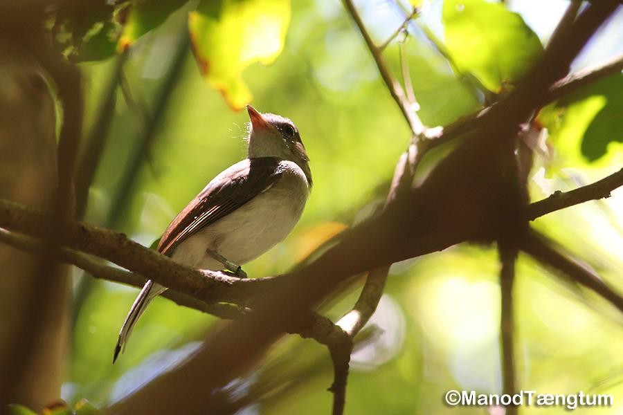 Mangrove Whistler - ML637043925