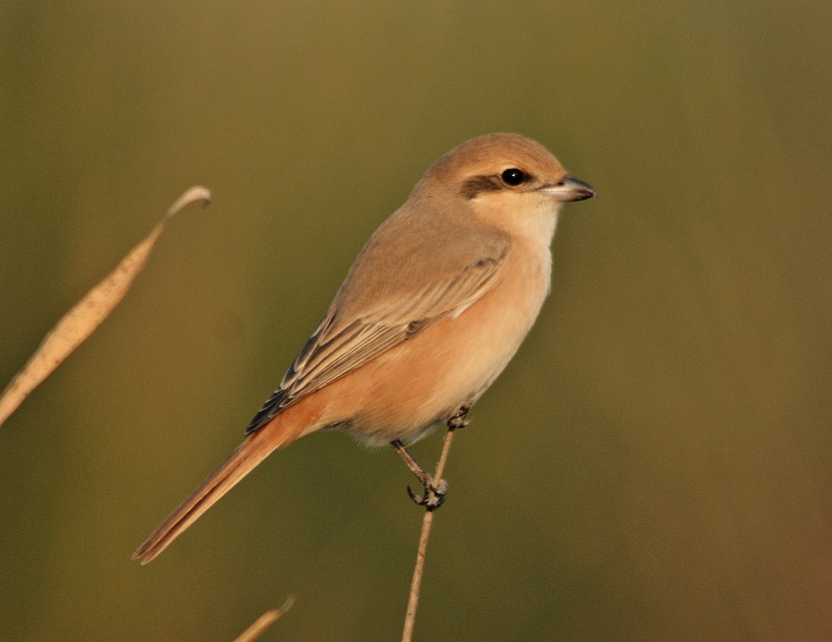 Isabelline Shrike - ML637044036