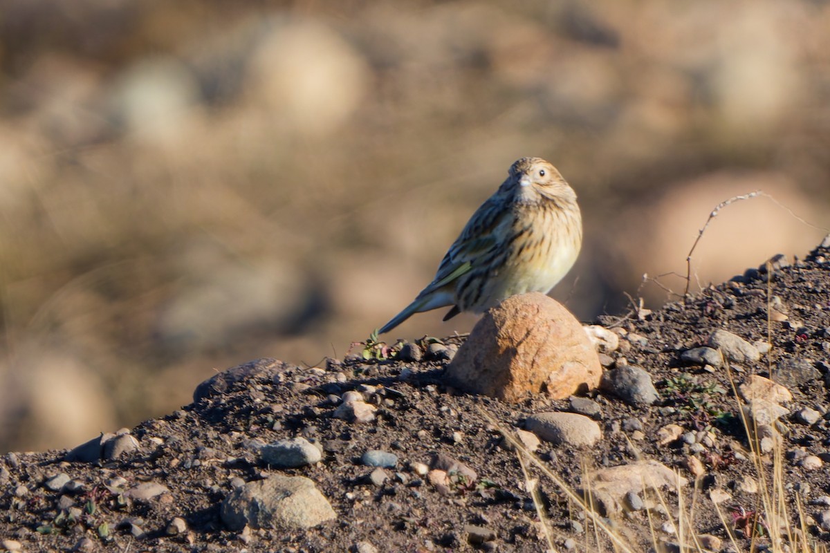 White-bridled Finch - ML637044046