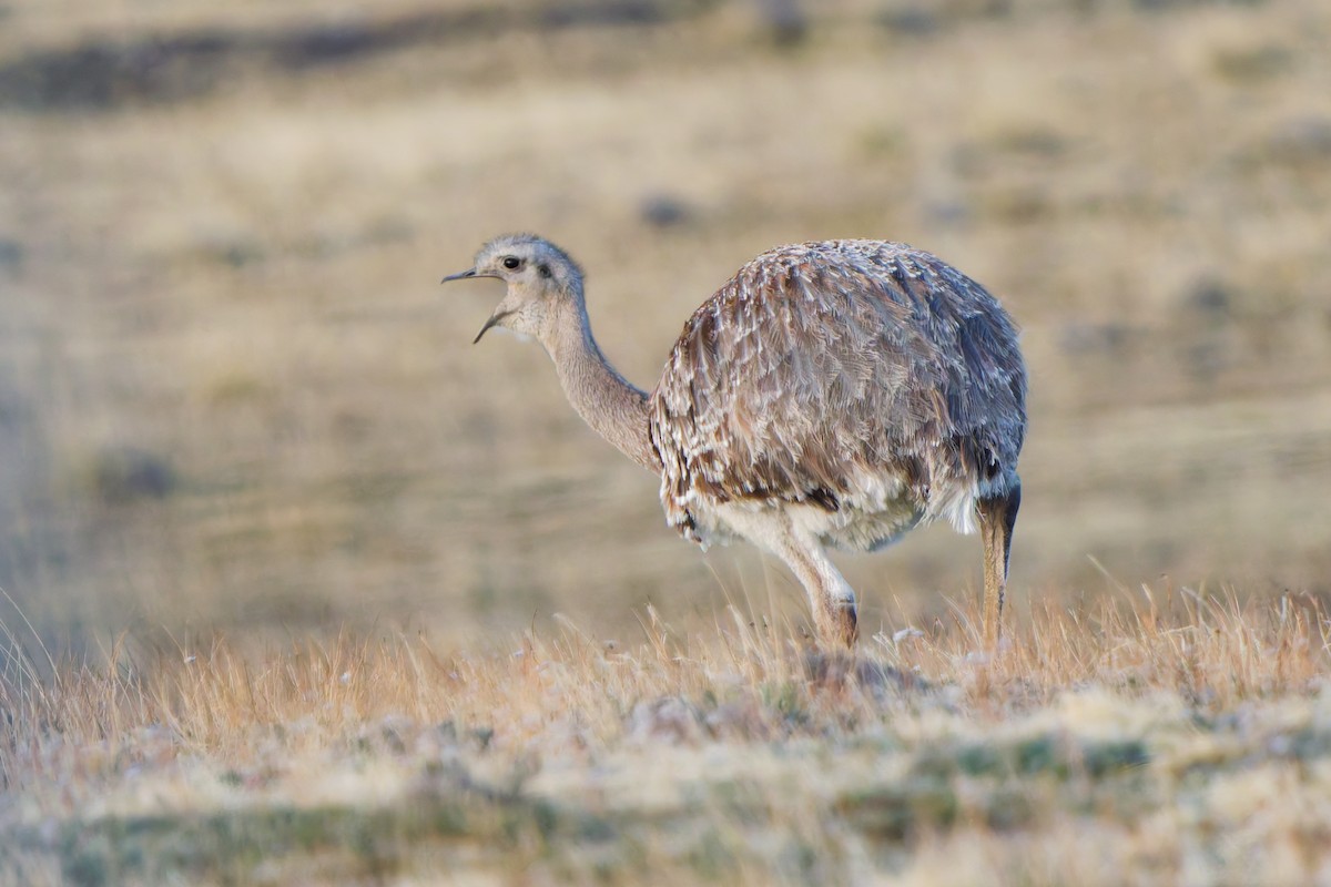 Lesser Rhea - ML637044056