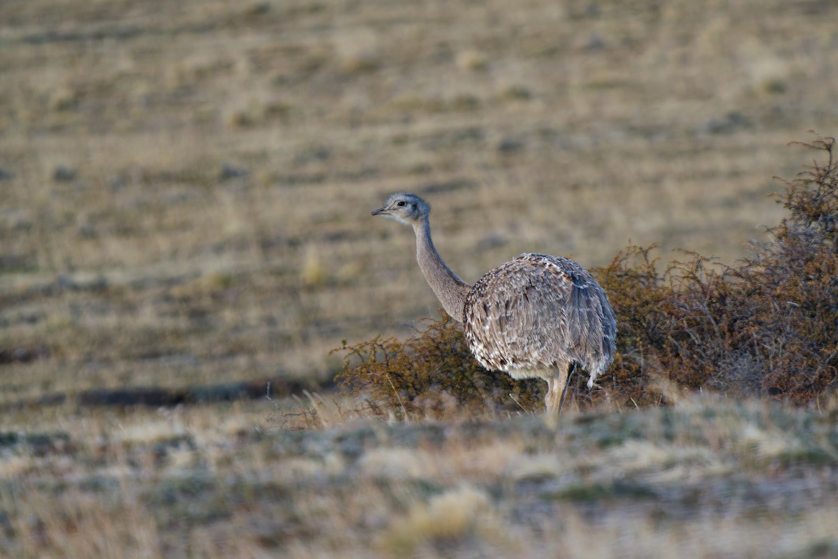 Lesser Rhea - ML637044061