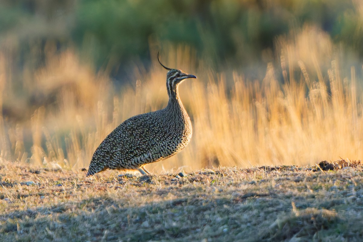 Elegant Crested-Tinamou - ML637044123