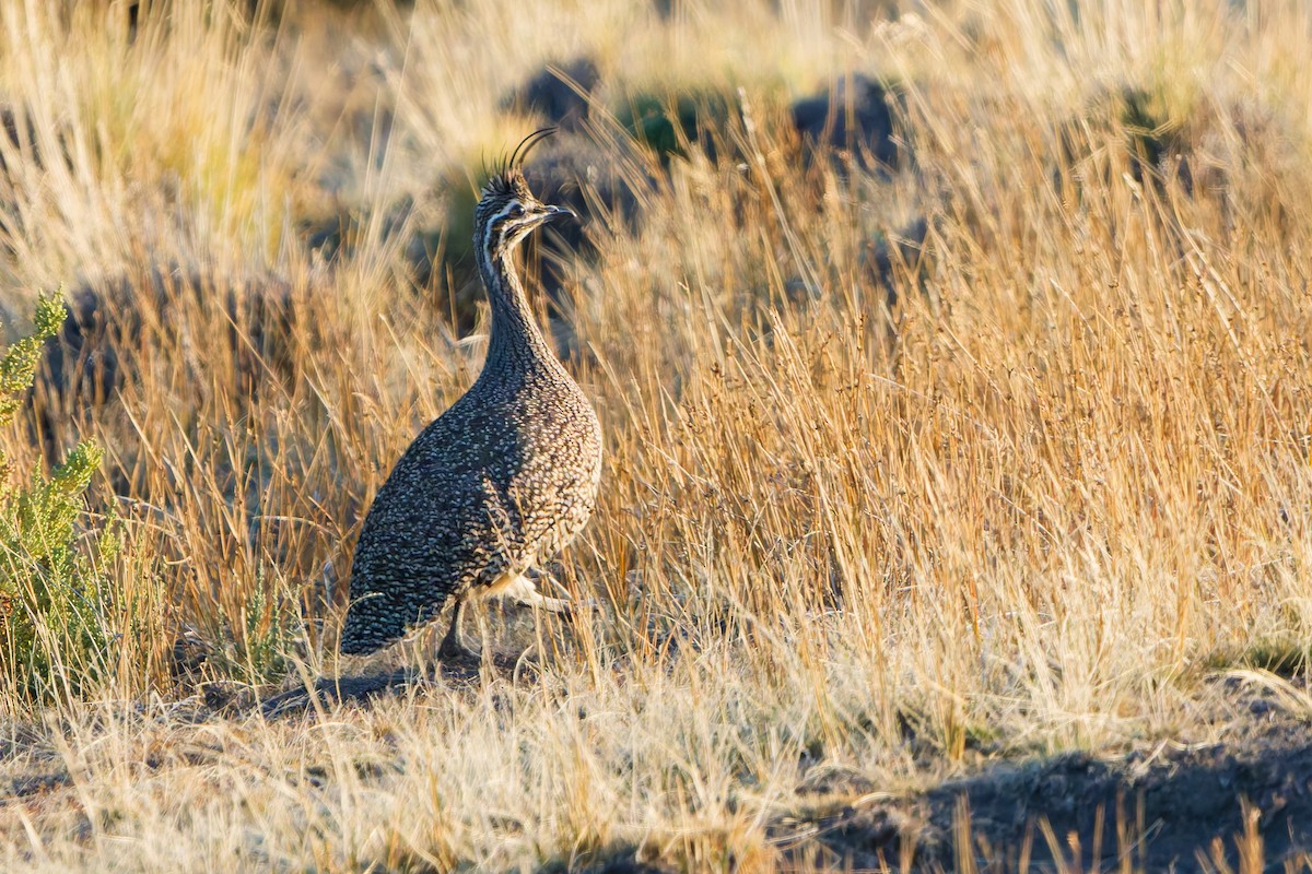 Elegant Crested-Tinamou - ML637044124
