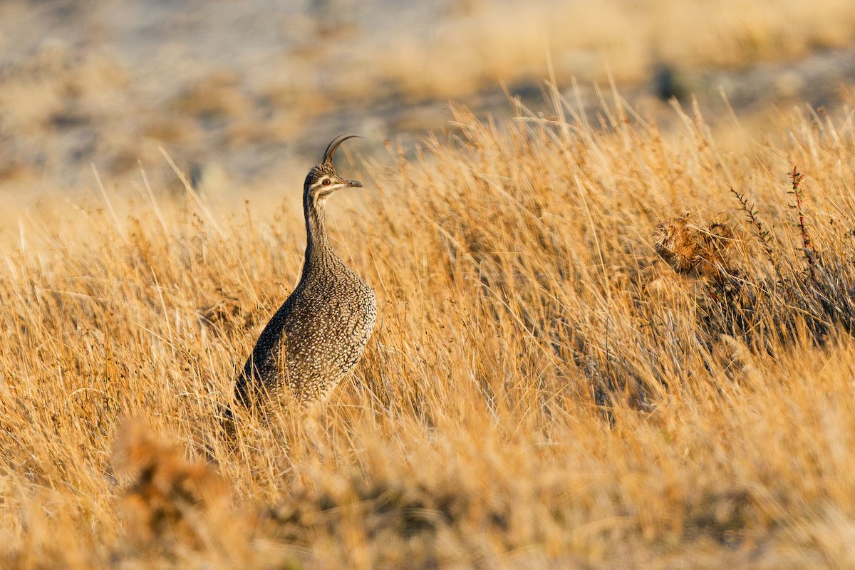 Elegant Crested-Tinamou - ML637044125