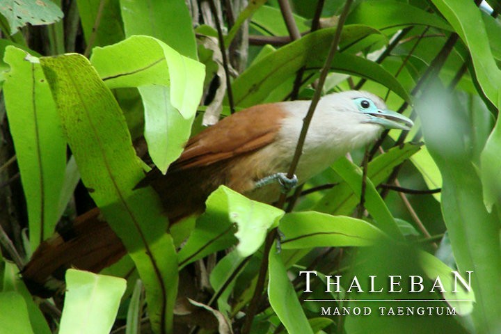 Raffles's Malkoha - ML637044134