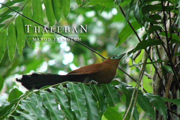 Raffles's Malkoha - ML637044135