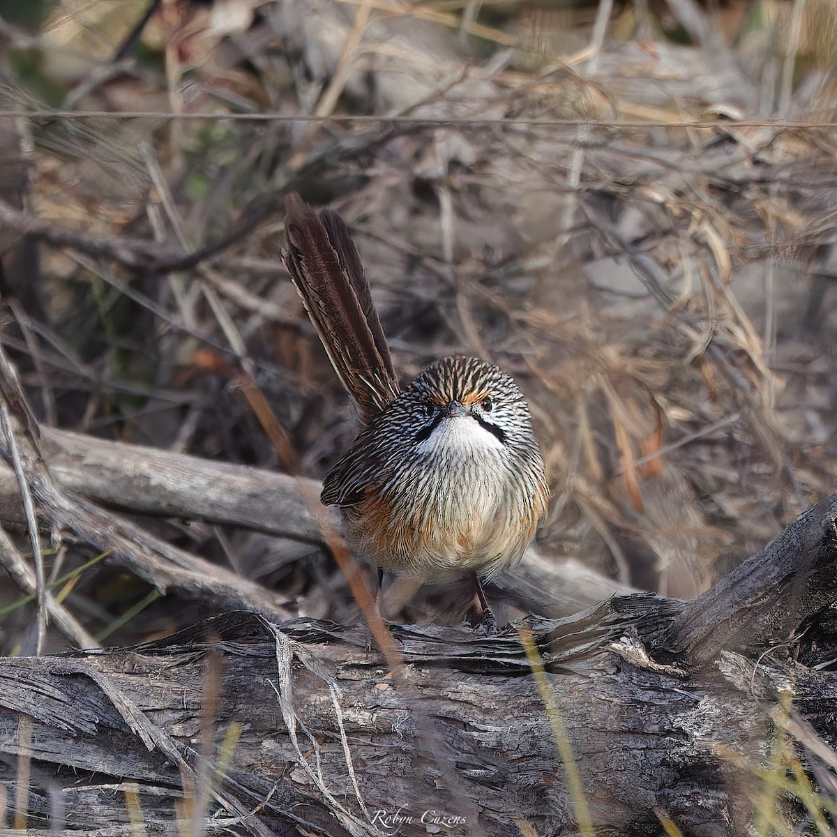 Striated Grasswren - ML637044146