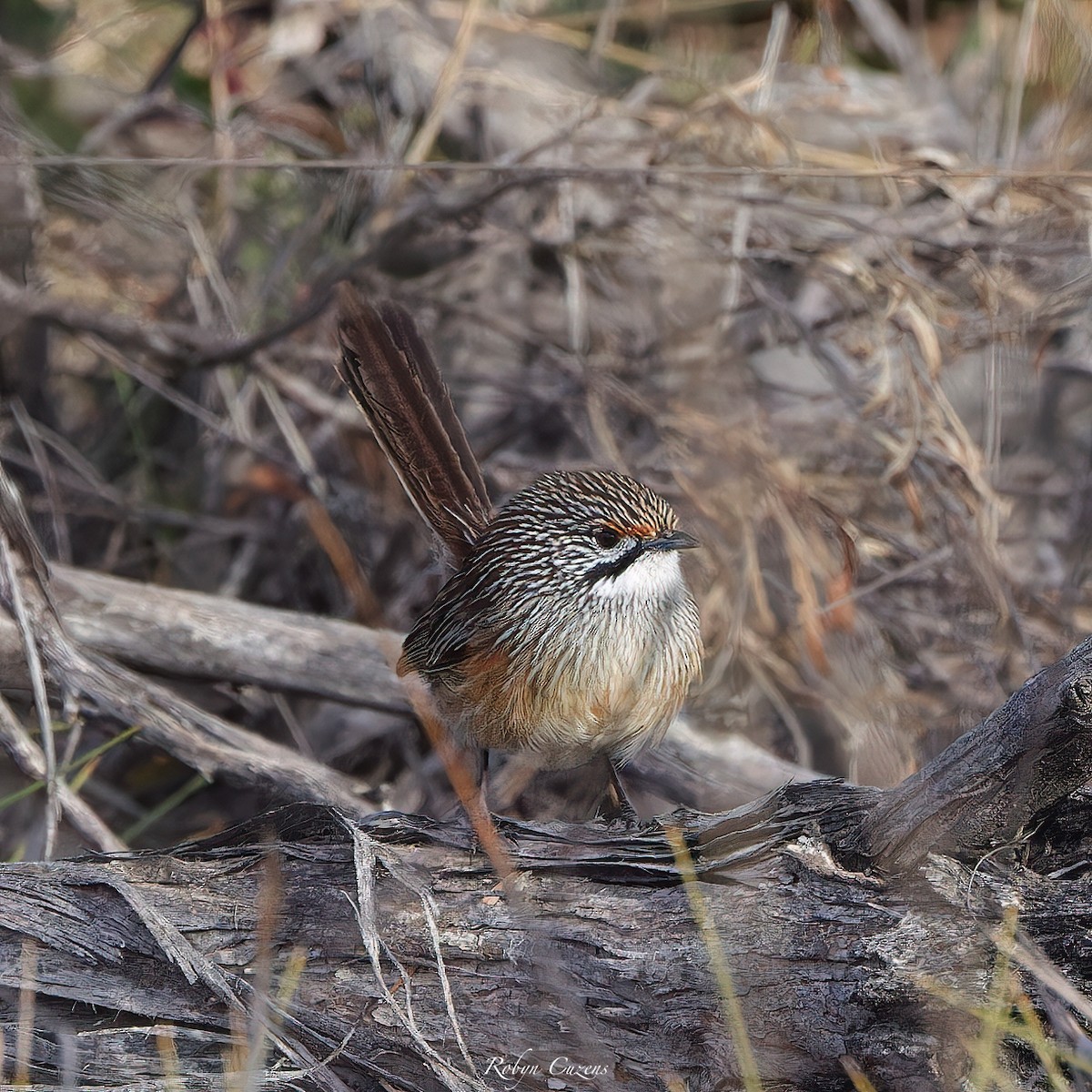 Striated Grasswren - ML637044147