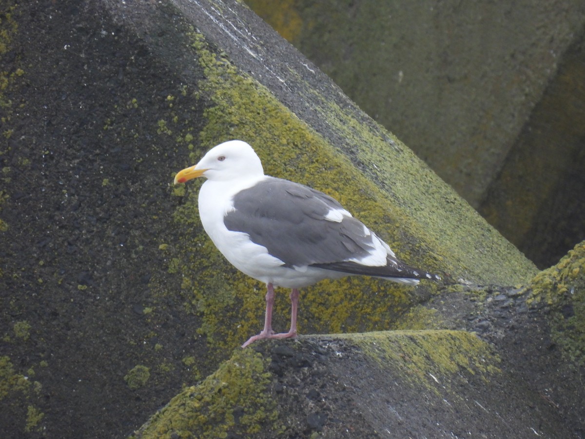 Slaty-backed Gull - ML637044175