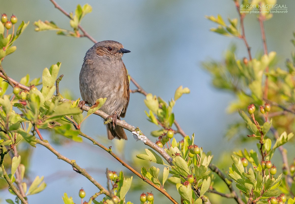 Dunnock - ML637044196