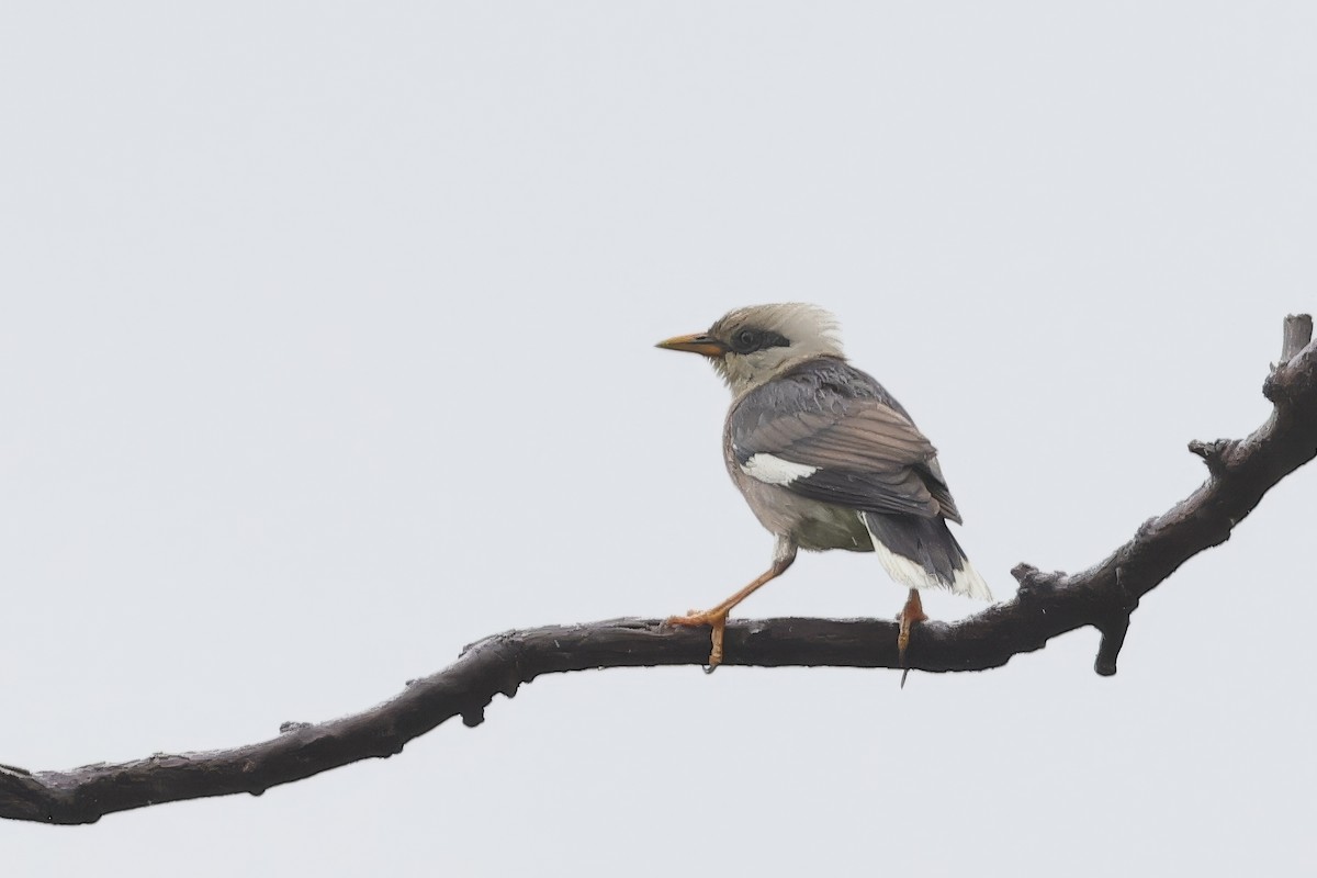 Vinous-breasted Myna - ML637044200