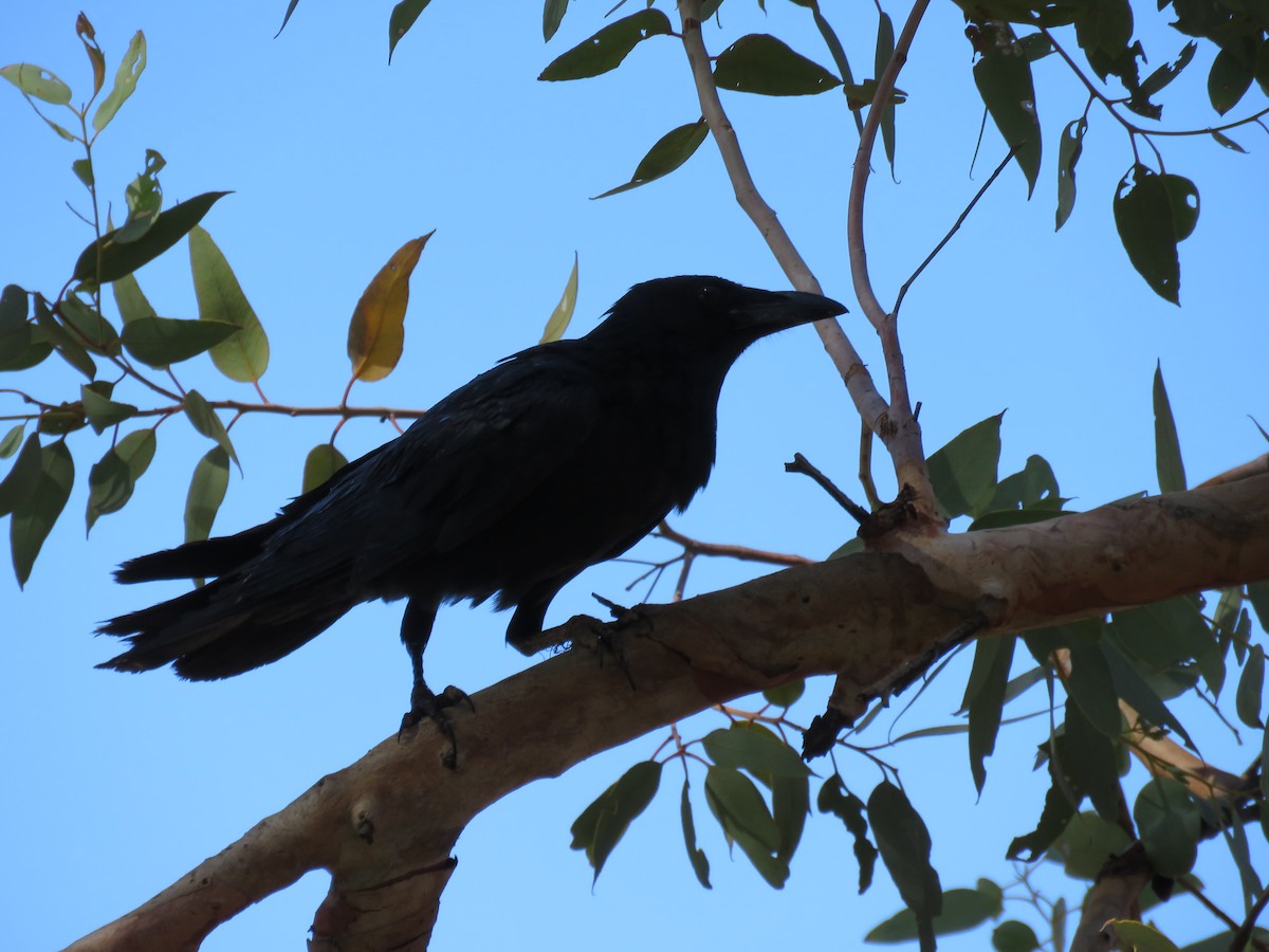 Little Crow - ML637044380